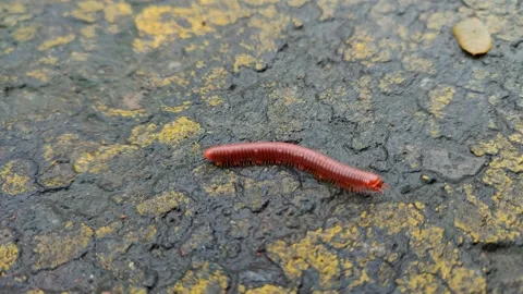 Millipedes Stock Footage 233316901