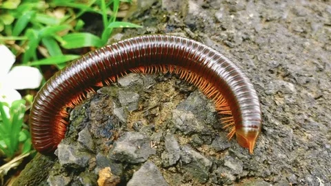 Millipedes Stock Footage 233466286