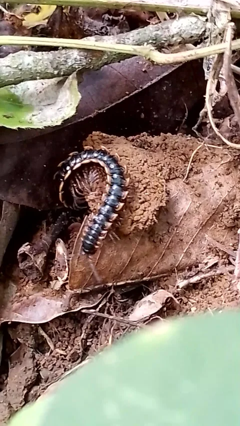 Millipedes Stock Footage 244437266