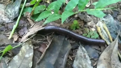 Millipedes Stock Footage 275581349