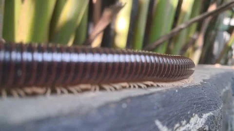 Millipedes Stock Footage 336916544