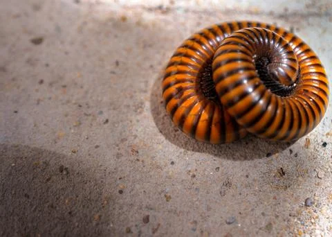 Millipedes (Graphidostreptus) rolled or coiling body to protect itself  Stock-Fotos