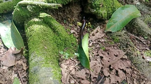 Millipedes on the ground Stock Footage 321750649