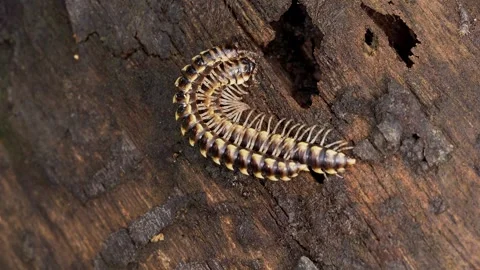 Millipedes Mating on Decaying Tree Trunk in Tropical Rainforest Macro Stock Footage 337694368