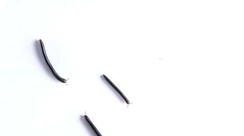 Millipedes moving across white surface shot from above Stock Footage 46585854