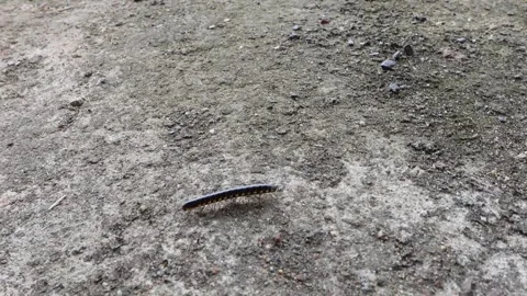 Millipedes or black arthropods looking for food Stock Footage 274925366