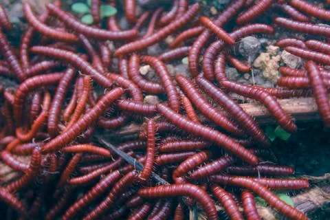 Millipedes. Stock Photos