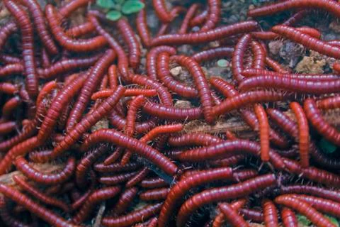 Millipedes. Stock Photos