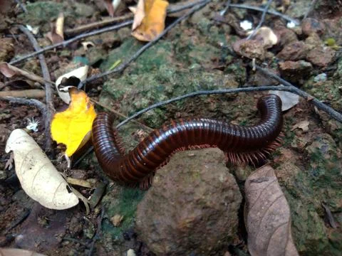 Millipedes Foto stock