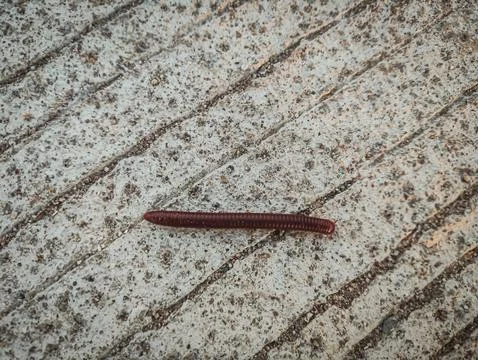Millipedes on the road Stock Photos