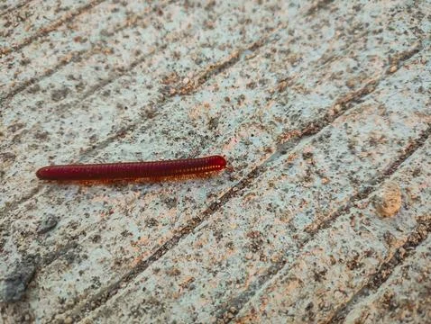 Millipedes on the road Stock Photos