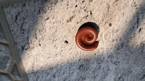 Millipedes in a rolled position Vídeos de archivo 248907300