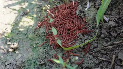 Millipedes in soil Video stock 291509752