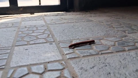 Millipedes walk on the floor Vídeos de archivo 248907283