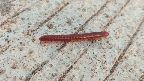 Millipedes walk looking for food Stock Footage 290071765