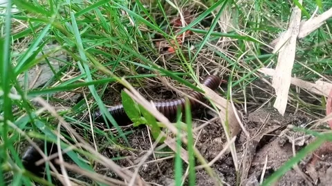Millipedes Walking on the Grass Stock Footage 310765561