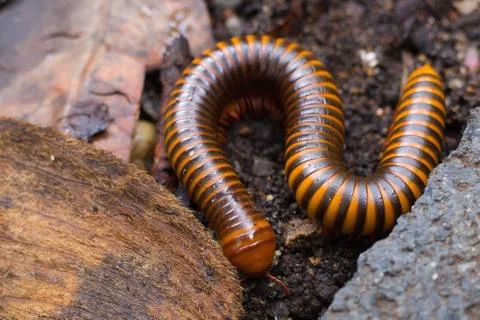A millipedes walking on the ground. Stock Photos