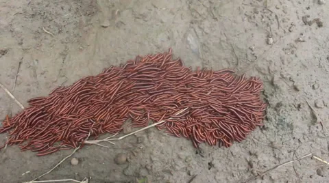 Millipedes. When alarmed, most millipedes coil up Stock Footage 33778442