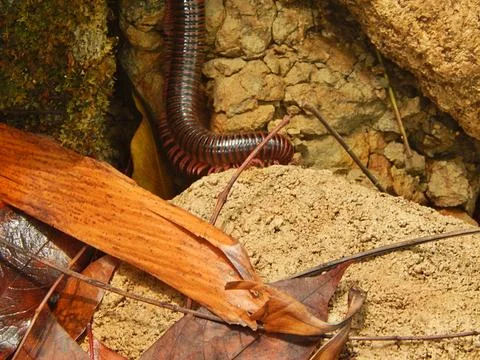 A millipode walking on the ground. Stock Photos