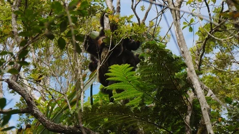 Milne-Edwards Sifika Lemur in Tree Stock Footage 88567566