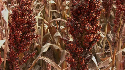 Milo field Stock Footage 29101013