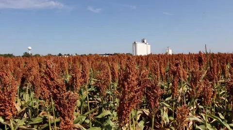 Milo growing in field Stock Footage 43895713