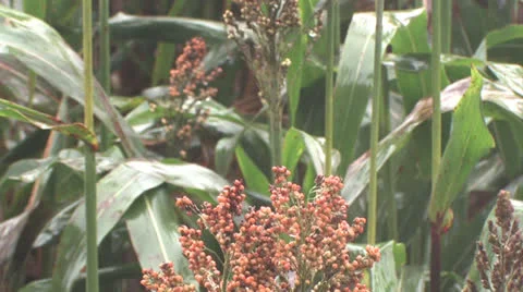 Milo in the Rain Video stock 23741754