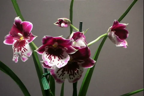 Miltoniopsis 2 Video stock 872490