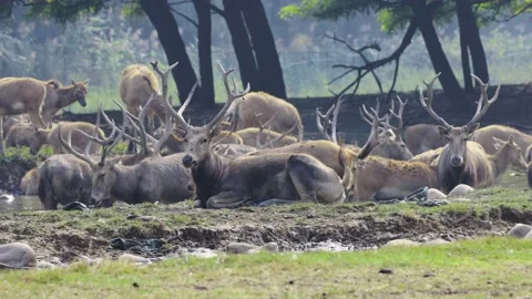 The milu rested by the river Video stock 214566392