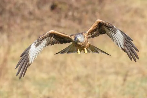 Milvus red kite Stock Photos