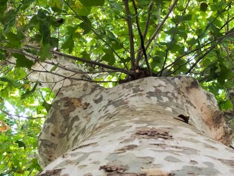 Mimetic Tree Stock Photos