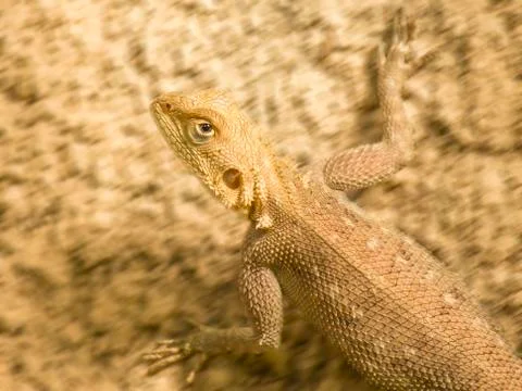 Mimetism - Lizard running on a sandy soil Stock-Fotos