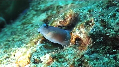 Mimic Blenny Inside The Reef, Zoom In Stock Footage 292707337