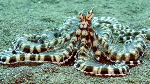 Mimic Octopus Changing Patterns while Approaching Camera Stock Footage 320559173