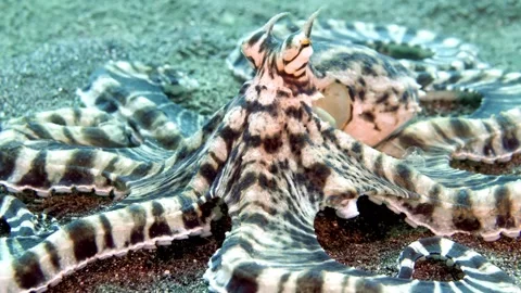 Mimic Octopus Close-Up Changing Skin Patterns Stock Footage 320559212