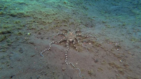 Mimic octopus Crawling on Bottom Stock Footage