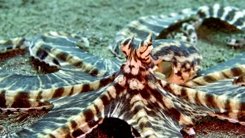 Mimic Octopus Extreme Close-Up of Head Patterns Stock Footage 320559156
