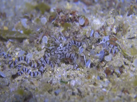 Mimic octopus Stock Footage 90655223