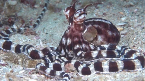 Mimic octopus Stock Footage 95565744