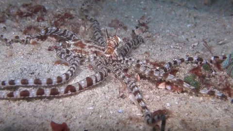 Mimic octopus Stock Footage 123141084