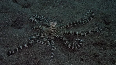 Mimic Octopus Stock Footage 273987332