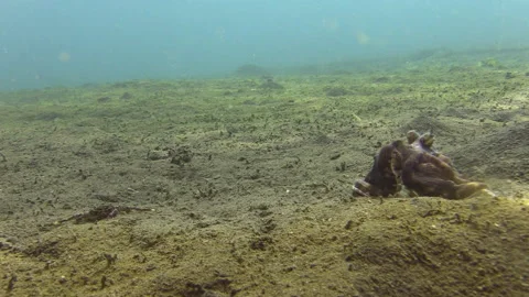 Mimic octopus in a hollow on sandy bottom watching a crab nearby, raises Stock Footage 162469040