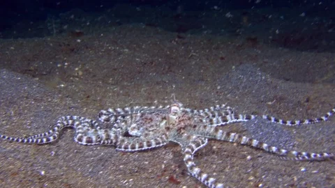 Mimic octopus hunting Stock Footage