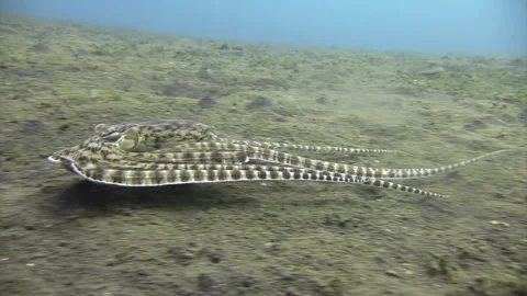 Mimic octopus imitating a flounder, moving right to left Stock Footage 166981785