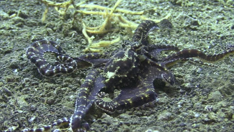 Mimic octopus imitating a lobster while searching in sandy bottom for Stock-Footage 166981476