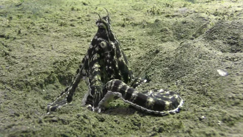 Mimic octopus imitating nudibranch while crawling over sandy bottom. color Stock-Footage 166981775
