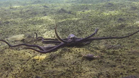 Mimic octopus kills crab: hunter cautiously creeps up, camouflaged by dark Stock-Footage 162468952
