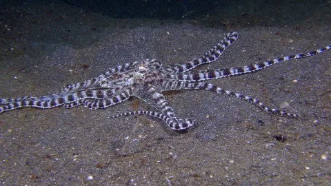 Mimic octopus moving over sand 動画素材 72572938