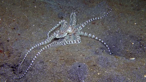Mimic octopus moving over sand Stock Footage 72574733