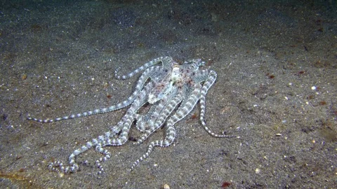 Mimic octopus moving over sand hunting 動画素材 72574939